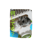 動物たちの日常の会話（個別スタンプ：11）