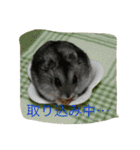 動物たちの日常の会話（個別スタンプ：12）