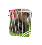 動物たちの日常の会話（個別スタンプ：14）