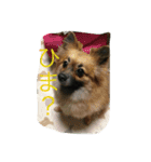動物たちの日常の会話（個別スタンプ：15）