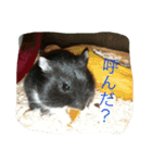 動物たちの日常の会話（個別スタンプ：16）