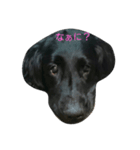 犬の一言（個別スタンプ：1）