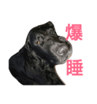 犬の一言（個別スタンプ：7）