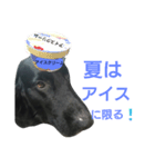犬の一言（個別スタンプ：8）