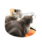 おすまし猫の日常生活（個別スタンプ：1）