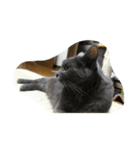 おすまし猫の日常生活（個別スタンプ：4）
