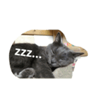 おすまし猫の日常生活（個別スタンプ：7）