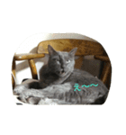 おすまし猫の日常生活（個別スタンプ：8）