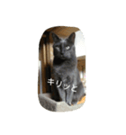 おすまし猫の日常生活（個別スタンプ：10）