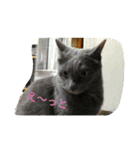 おすまし猫の日常生活（個別スタンプ：11）