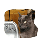 おすまし猫の日常生活（個別スタンプ：12）