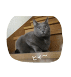 おすまし猫の日常生活（個別スタンプ：13）