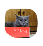 おすまし猫の日常生活（個別スタンプ：14）
