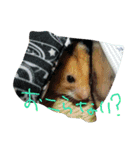 ちゃなむと赤ちゃん、そして犬。。（個別スタンプ：11）