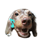 ちゃなむと赤ちゃん、そして犬。。（個別スタンプ：22）
