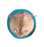 リアルなハムスターのスタンプいかがですか（個別スタンプ：1）