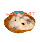 リアルなハムスターのスタンプいかがですか（個別スタンプ：2）