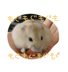 リアルなハムスターのスタンプいかがですか（個別スタンプ：3）