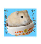 リアルなハムスターのスタンプいかがですか（個別スタンプ：5）