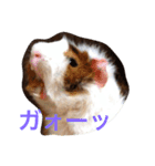 ぴりおスタンプ（個別スタンプ：7）