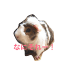 ぴりおスタンプ（個別スタンプ：8）