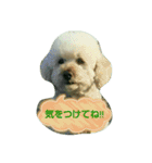 GO！ GO！ 龍ちゃんⅠ（個別スタンプ：4）