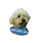 GO！ GO！ 龍ちゃんⅠ（個別スタンプ：11）