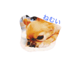 渡邊家のわんこ（個別スタンプ：1）