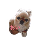 渡邊家のわんこ（個別スタンプ：5）