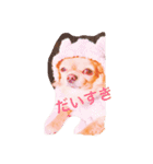 渡邊家のわんこ（個別スタンプ：10）
