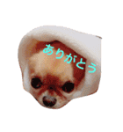 渡邊家のわんこ（個別スタンプ：11）