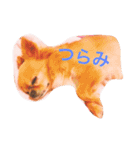 渡邊家のわんこ（個別スタンプ：13）
