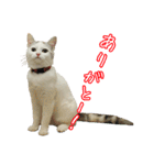 三毛猫えのき（個別スタンプ：1）
