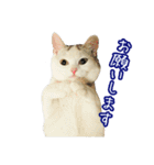 三毛猫えのき（個別スタンプ：2）