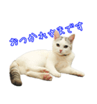 三毛猫えのき（個別スタンプ：3）