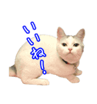三毛猫えのき（個別スタンプ：4）