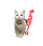 三毛猫えのき（個別スタンプ：5）