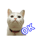 三毛猫えのき（個別スタンプ：6）