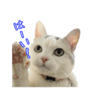 三毛猫えのき（個別スタンプ：7）