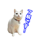 三毛猫えのき（個別スタンプ：8）