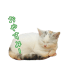 三毛猫えのき（個別スタンプ：9）