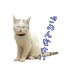 三毛猫えのき（個別スタンプ：10）