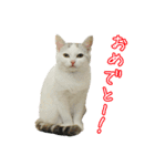 三毛猫えのき（個別スタンプ：11）