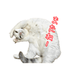 三毛猫えのき（個別スタンプ：12）