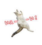三毛猫えのき（個別スタンプ：13）