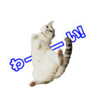 三毛猫えのき（個別スタンプ：14）