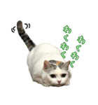 三毛猫えのき（個別スタンプ：15）
