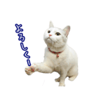 三毛猫えのき（個別スタンプ：16）