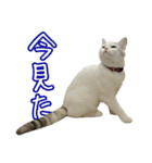 三毛猫えのき（個別スタンプ：17）