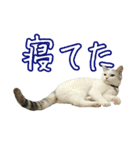 三毛猫えのき（個別スタンプ：18）